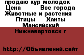 продаю кур молодок. › Цена ­ 320 - Все города Животные и растения » Птицы   . Ханты-Мансийский,Нижневартовск г.